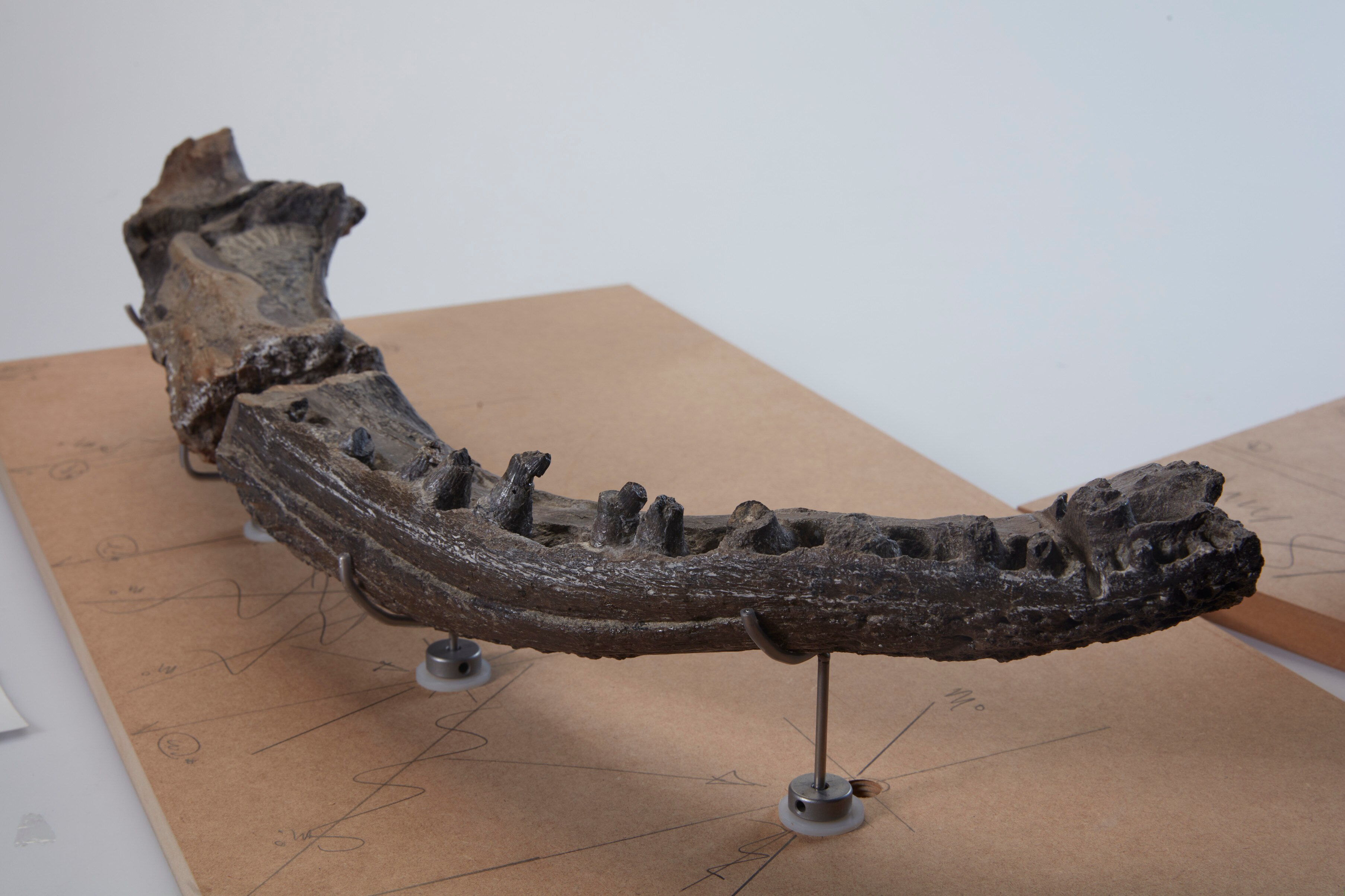 Meet koolasuchus cleelandi, the people's choice as Victoria's official