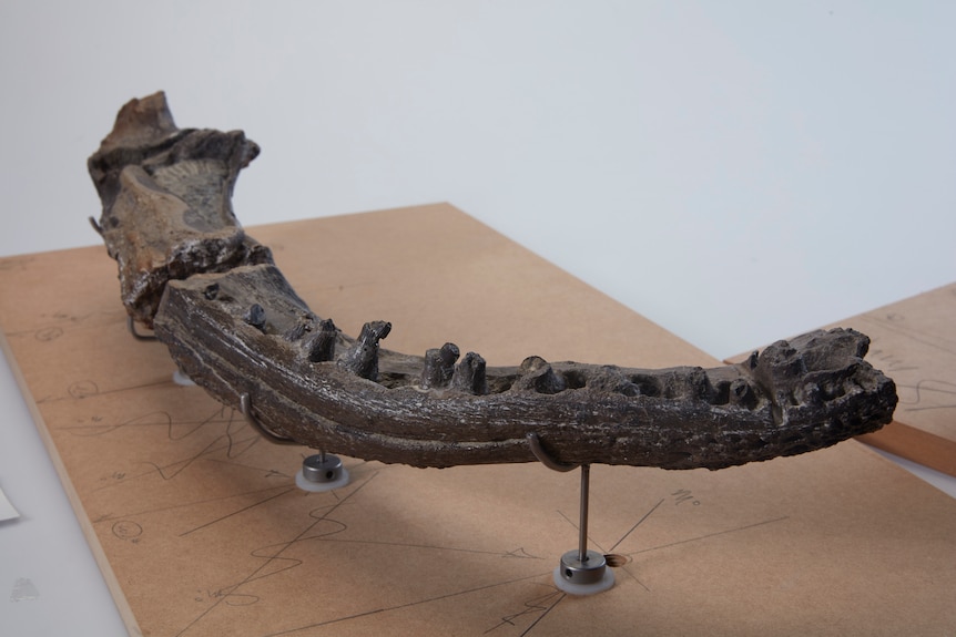A fossil from the ancient amphibian koolasuchus cleelandi.