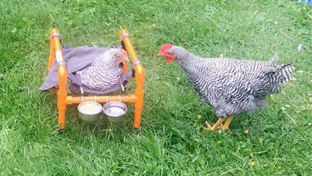 A chicken looks at another chicken that is in a chicken wheelchair.
