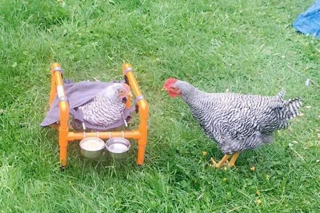 A chicken looks at another chicken that is in a chicken wheelchair.