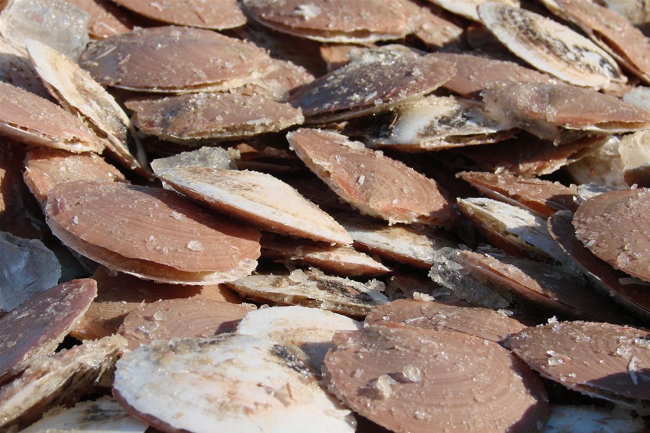 'Alarm bells ringing' as Queensland Fisheries Minister responds to