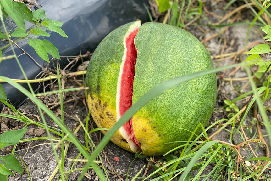 Green watermelon split in half due to rainfall