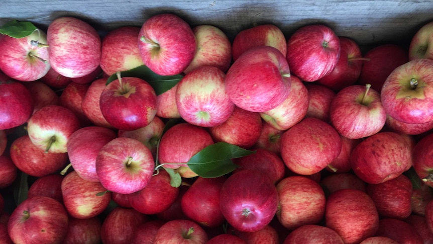 A box of freshly picked royal gala apples ready for sale.