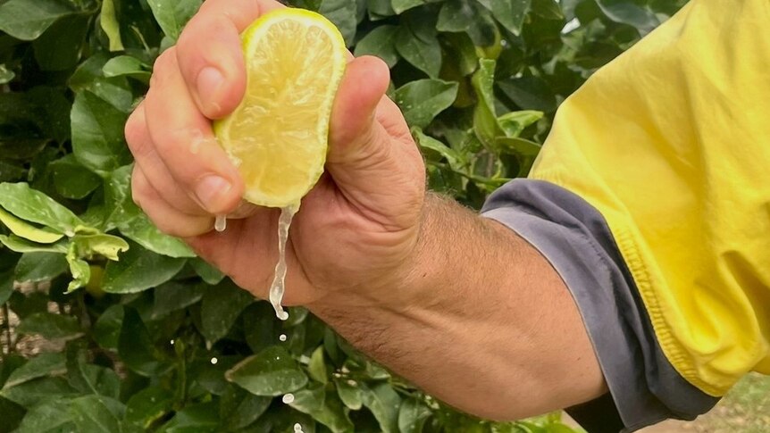 A man squeezing half a lemon on a farm