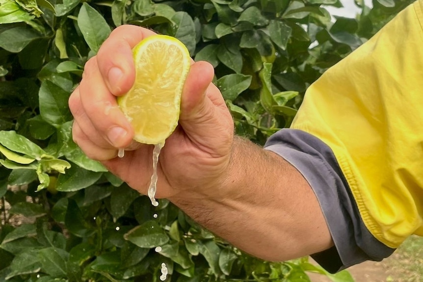 Un hombre exprimiendo medio limón en una granja.