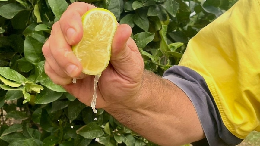 A man squeezing half a lemon on a farm