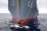Japan is bringing the whaling fleet home from the Southern Ocean ahead of schedule.