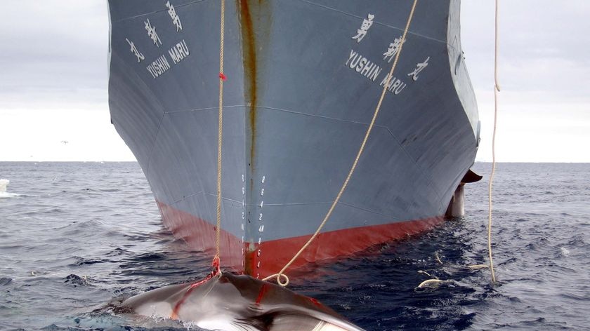 A dead minke whale is winched aboard Japanese whaling vessel Yushin Maru