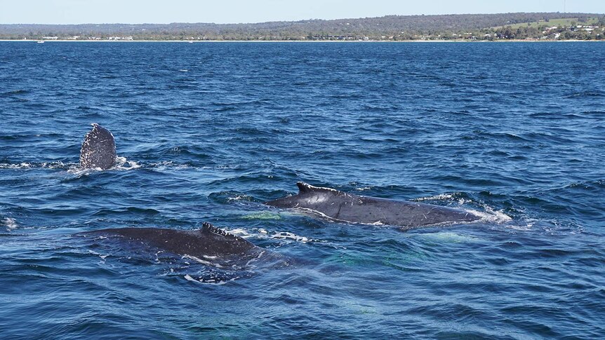 Whales in Geographe Bay off Western Australia.