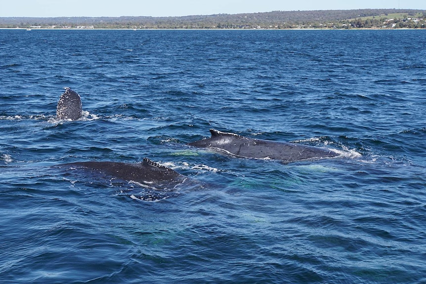 Whales in Geographe Bay off Western Australia.