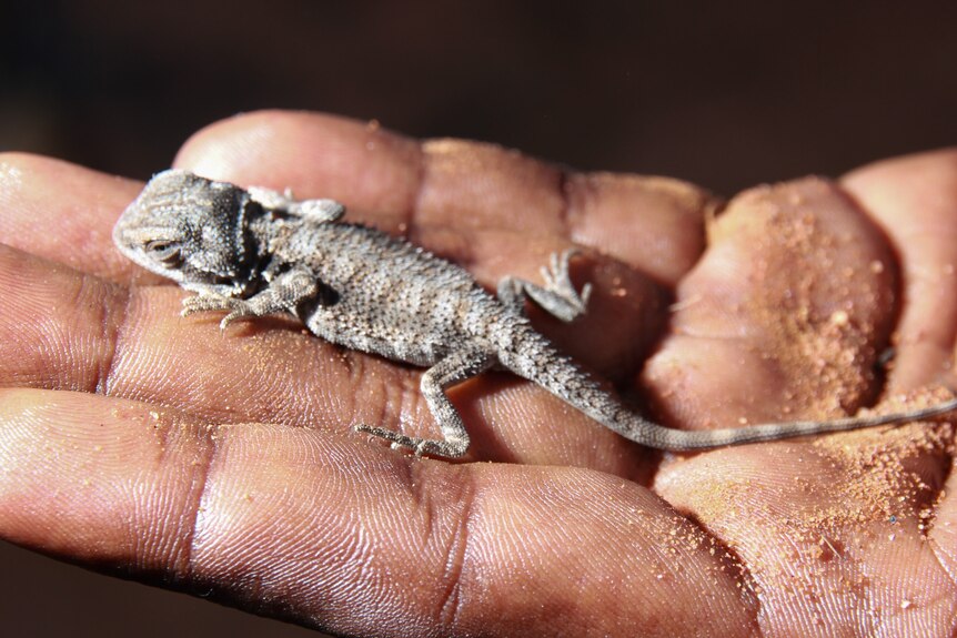 A small lizard on a person's hand.