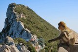 A macaque scratches itself, with the Rock of Gibraltar in the background