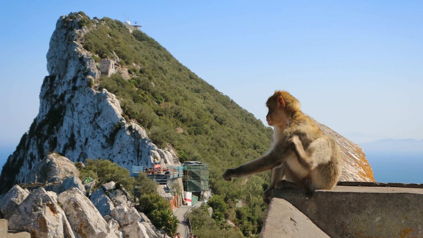 A macaque scratches itself, with the Rock of Gibraltar in the background