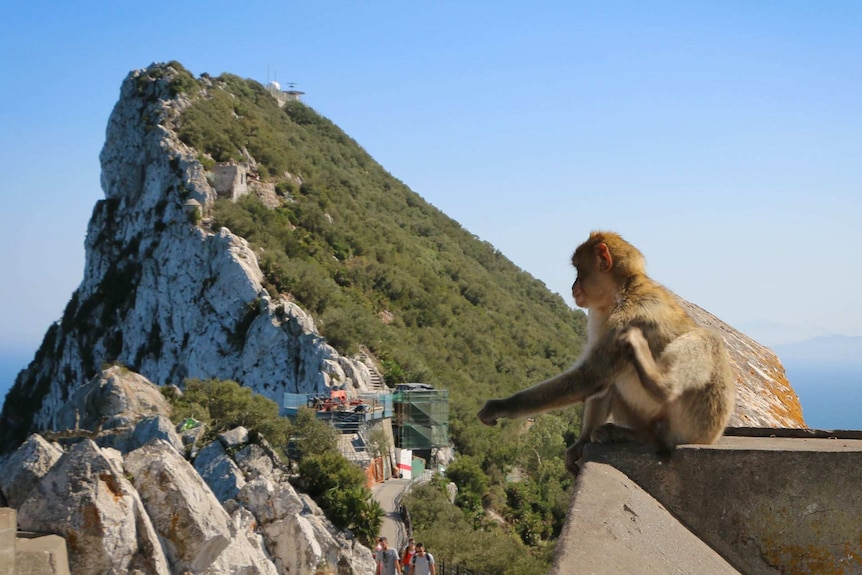 A macaque scratches itself, with the Rock of Gibraltar in the background