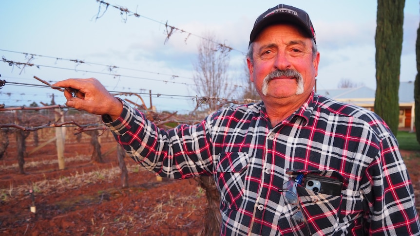 Frank Dimasi, wearing a checkered shirt, standing in front of grape vines with no grapes. 