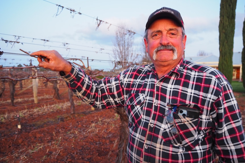 Frank Dimasi, wearing a checkered shirt, standing in front of grape vines with no grapes. 