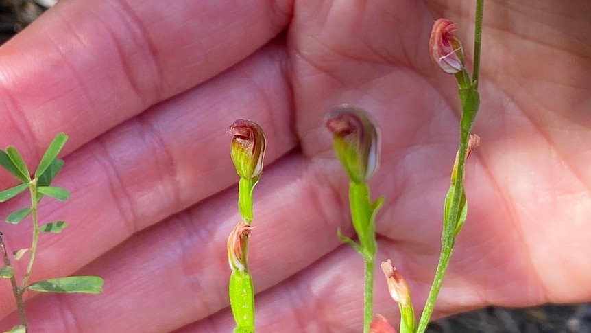 Small flowering orchid in front of a human hand.