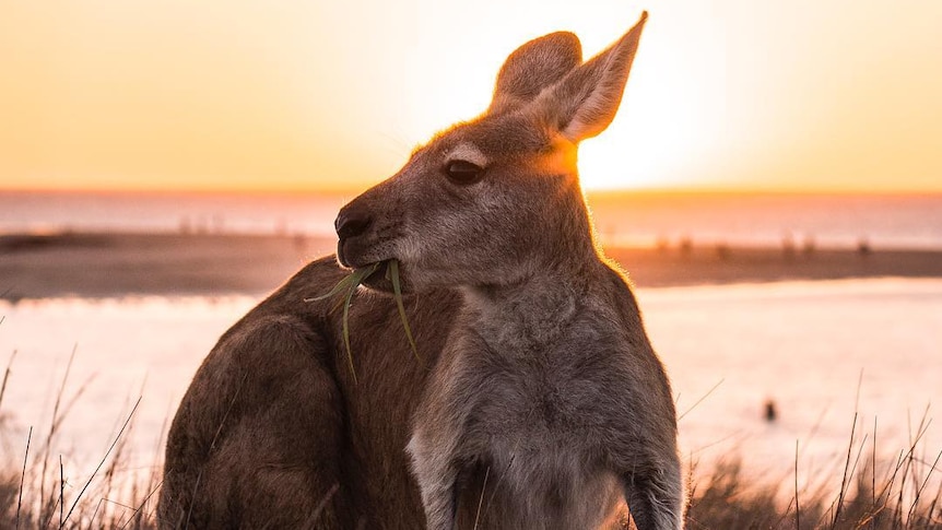 A kangaroo with a mouthful of grass stands in front of a sunset