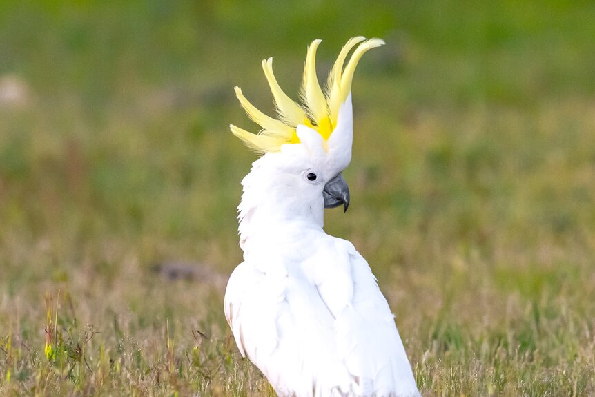 Sulphur-crested cockatoo with yellow plumage standing upright.