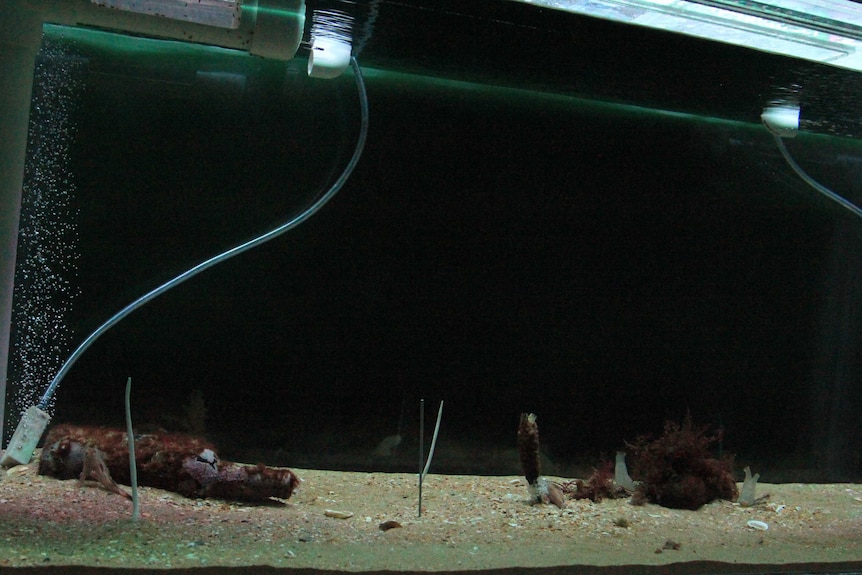 The tank the spotted handfish are in at CSIRO