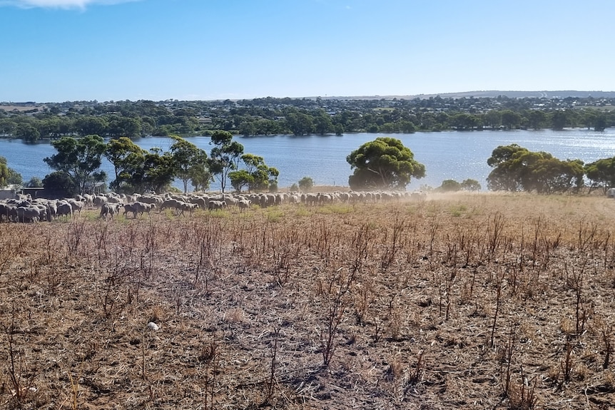 Sheep running on a hill above paddocks flooded by the River Murray in September 2023.