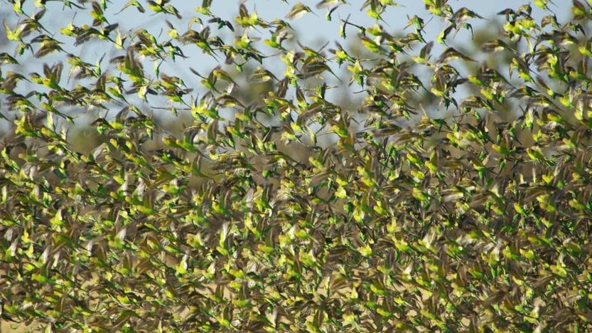 A flock of budgerigars swarm across fields at Boulia.