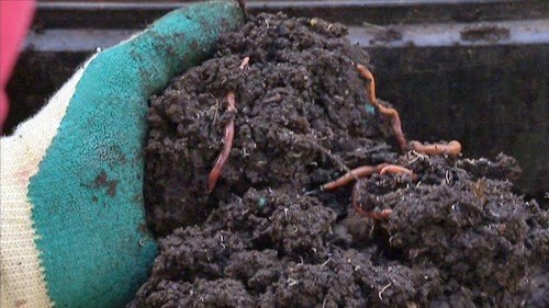 Working Worms - Gardening Australia