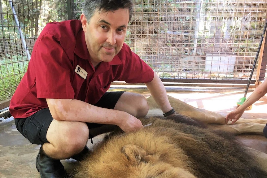 Vet Dr Ian Gurry with Leo the lion at Crocodylus Park. Leo needed an enema to relieve constipation