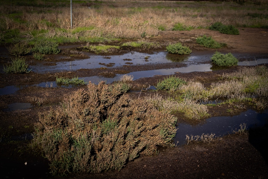 Land with puddles of water and half-dead looking, shrub-like plants.
