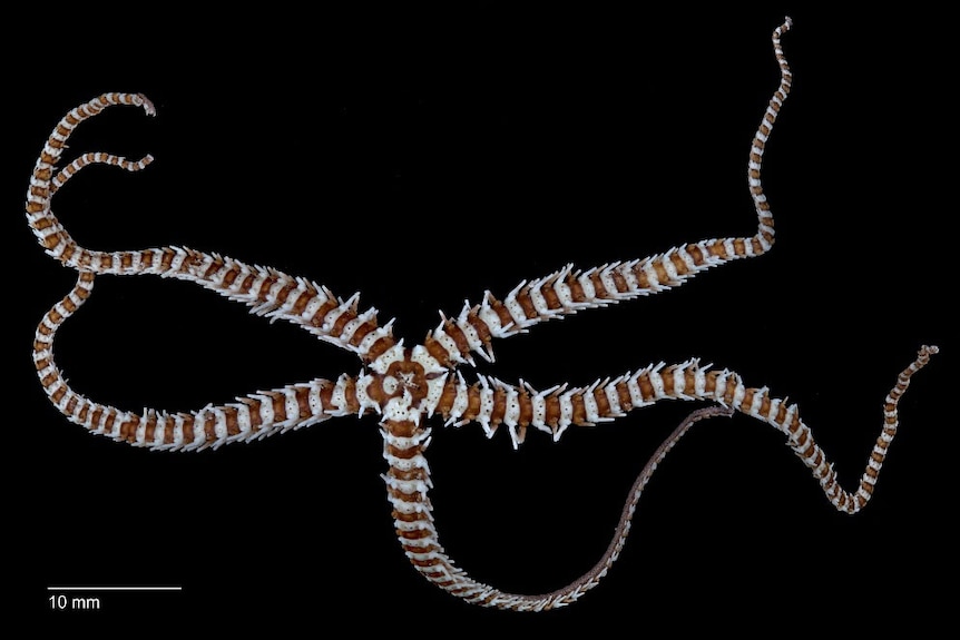 Banded brittle star