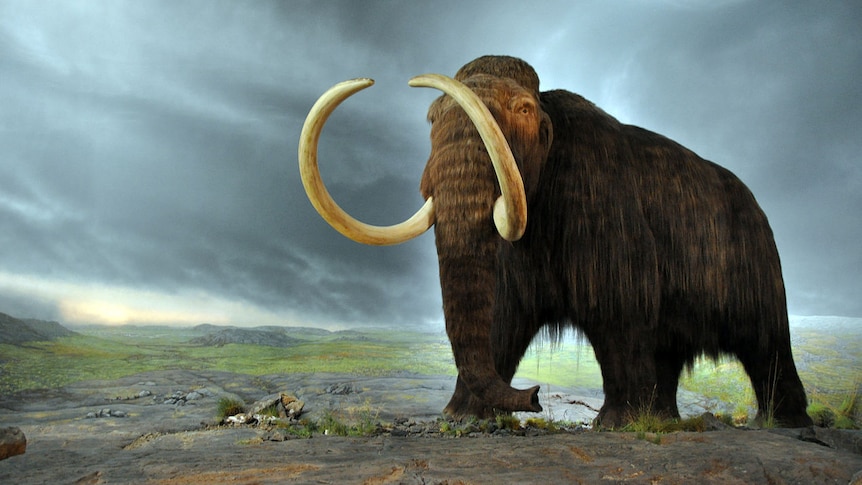 A  huge, hairy, elephant-like creature with giant tusks.