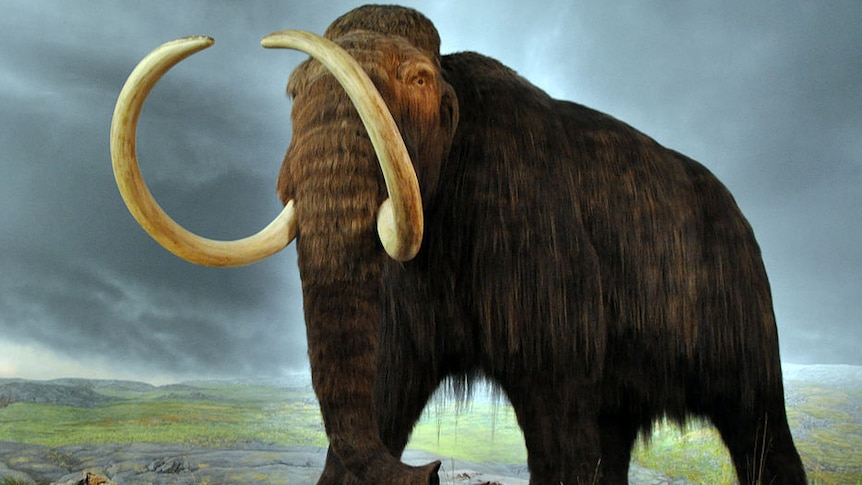 A model of the woolly mammoth at the Royal BC Museum