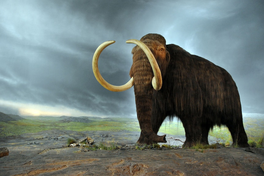 A  huge, hairy, elephant-like creature with giant tusks.