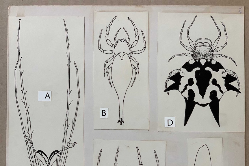 Barbara Main's line drawings of different spider species.