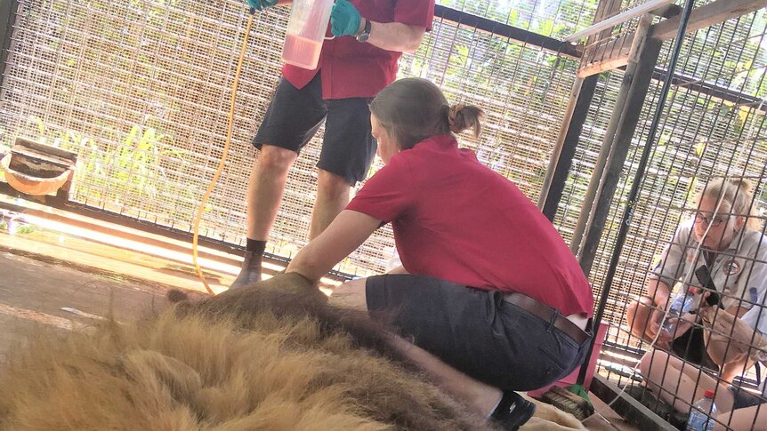 Vets administering enema on constipated Leo the lion in a cage at Crocodylus Park in Darwin