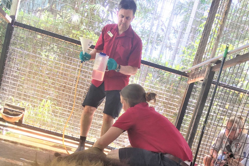 Vets administering enema on constipated Leo the lion in a cage at Crocodylus Park in Darwin