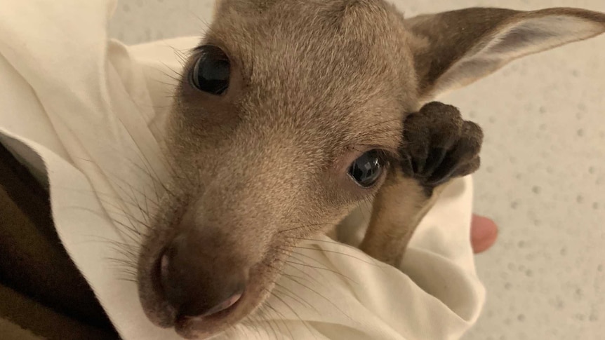 An injured joey wrapped in a blanket