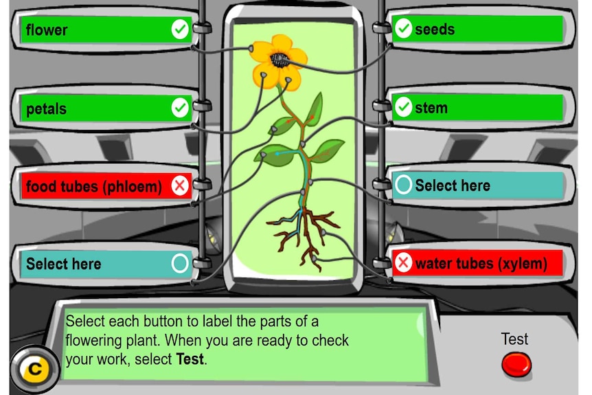 A graphic of a plant with blank labels connected to each part. Users must identify the correct label for each plant part.