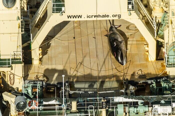 dead whale on deck of Ship