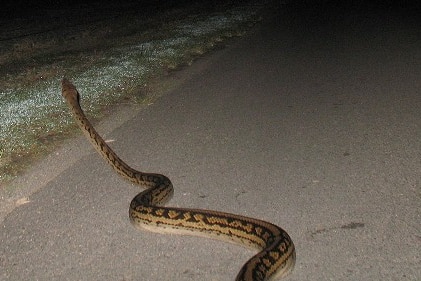 Queensland police have warned motorist to watch for wildlife on roads