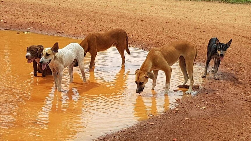Dogs wet themselves in a pool of brown water.