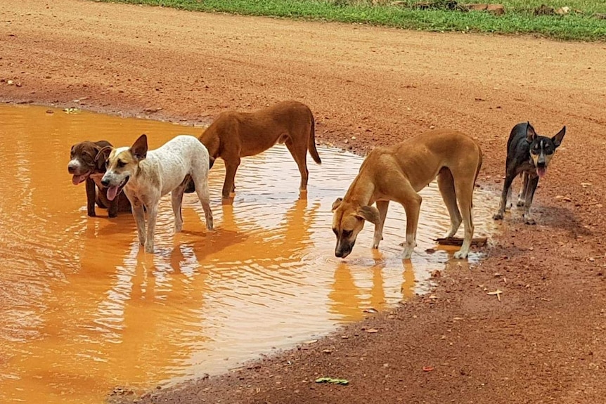 Dogs wet themselves in a pool of brown water.