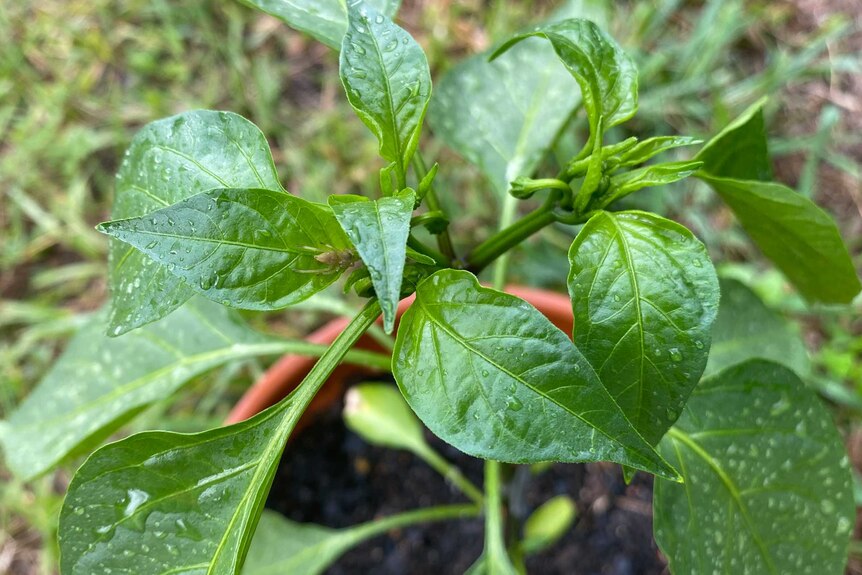 Wet chili plant with spider hiding under the leaves from the rain