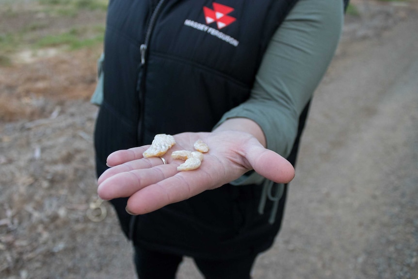 A woman's hand holding plastic angel wings