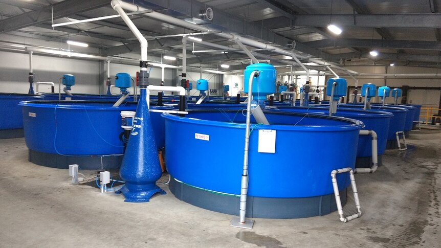 New conditioning facility at Tasmanian Eel Exporters where two eel species are prepared for market