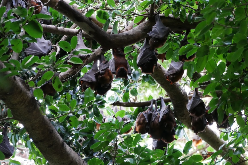 Little red flying foxes hanging in dense tree canopy