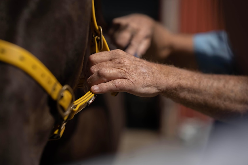 A man's hands fix a bridle to a horse.