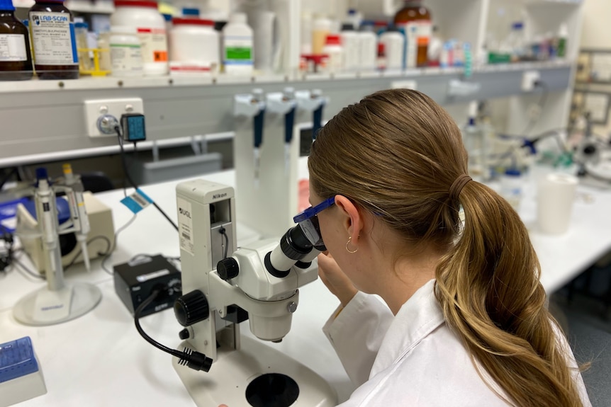 A white, blonde woman looks into a microscope while sat on a chair in a lab.