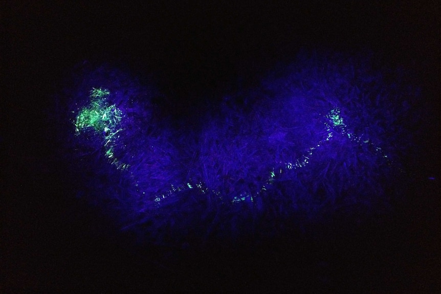 The fluorescent trail left behind by a marbled gecko.