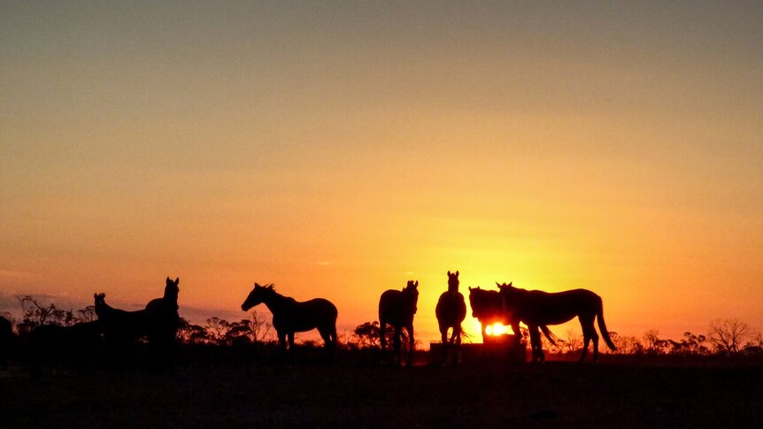 The silhouette of a mob of horses cuts a distinctive line as the sun sets in the background